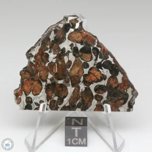 Sericho Pallasite Meteorite 25.8g
