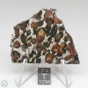 Sericho Pallasite Meteorite 28.5g