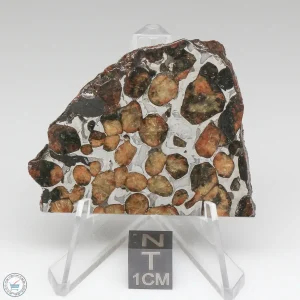 Sericho Pallasite Meteorite 25.5g