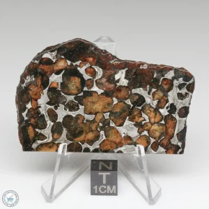 Sericho Pallasite Meteorite 30.8g