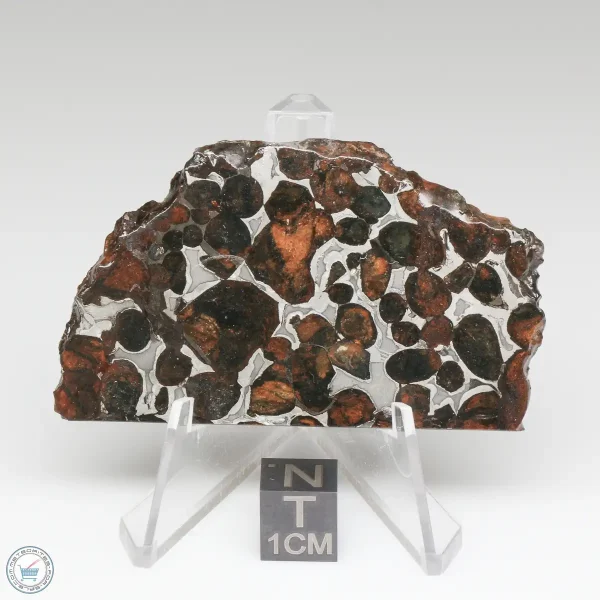 Sericho Pallasite Meteorite 28.0g