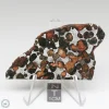 Sericho Pallasite Meteorite 28.5g