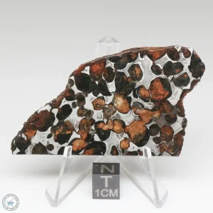 Sericho Pallasite Meteorite 28.5g