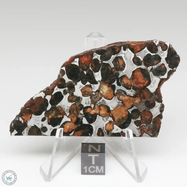 Sericho Pallasite Meteorite 28.5g