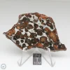 Sericho Pallasite Meteorite 31.0g