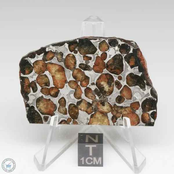 Sericho Pallasite Meteorite 25.5g