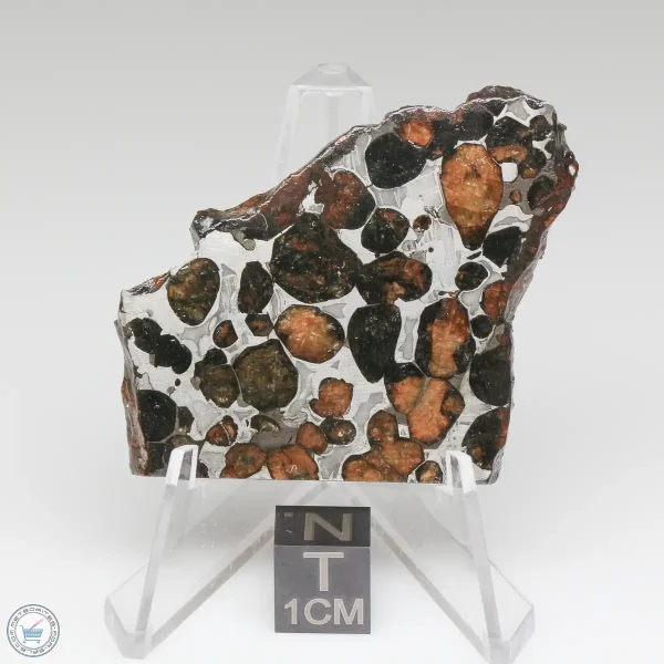 Sericho Pallasite Meteorite 21.5g