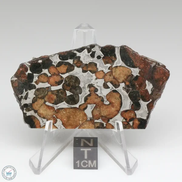 Sericho Pallasite Meteorite 19.8g