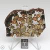 Sericho Pallasite Meteorite 25.4g
