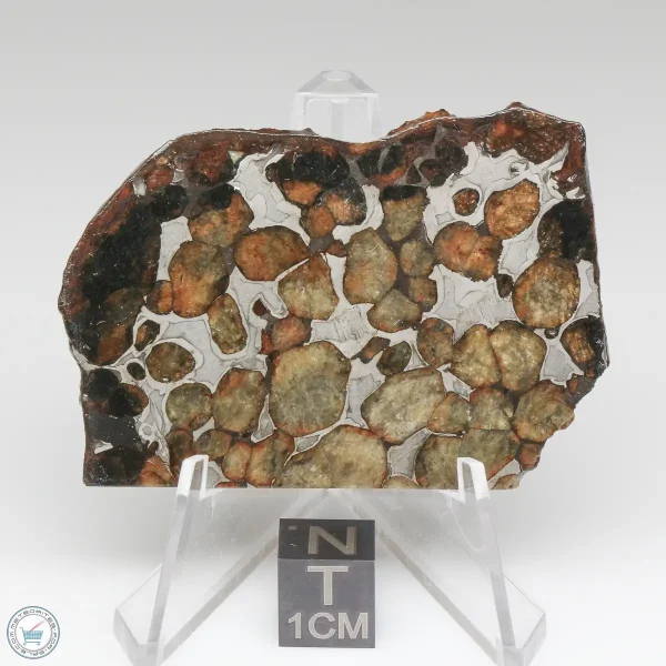 Sericho Pallasite Meteorite 25.4g
