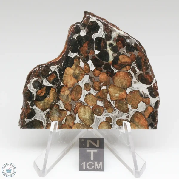 Sericho Pallasite Meteorite 25.0g
