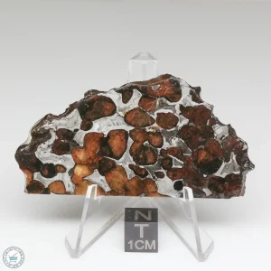 Sericho Pallasite Meteorite 29.9g
