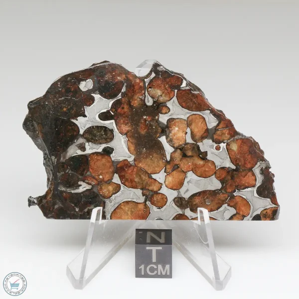 Sericho Pallasite Meteorite 29.8g