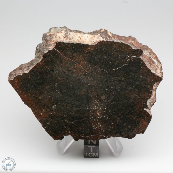 NWA 8008 Meteorite 357.5g Main Mass End Cut