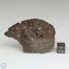 NWA 869 Meteorite 61.1g