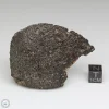 NWA 869 Meteorite 61.1g