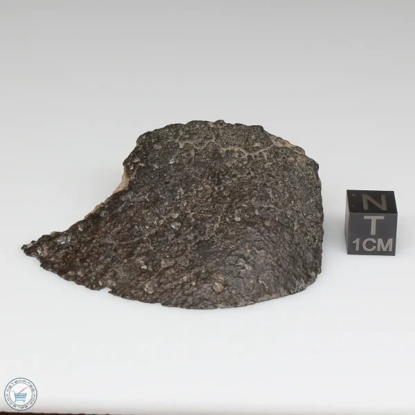 NWA 869 Meteorite 61.1g