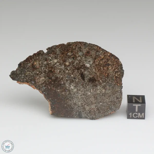 NWA 869 Meteorite 61.1g