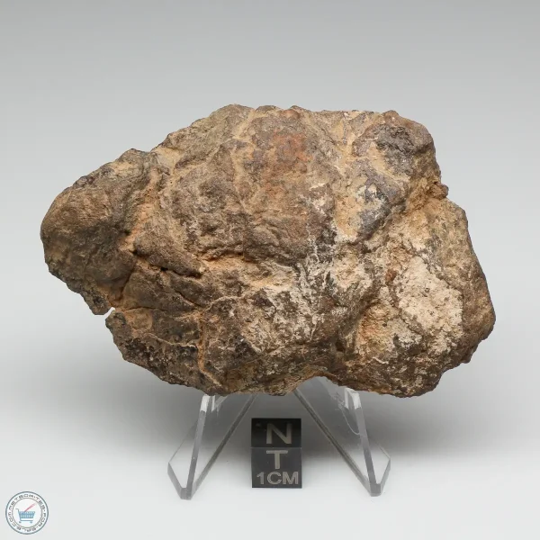 Al Haggounia 001 Meteorite 101.7g End Cut