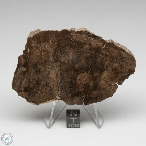 Al Haggounia 001 Meteorite 101.7g End Cut