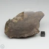 Al Haggounia 001 Meteorite 389.2g End Cut