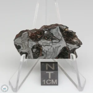 NWA 15428 Pallasite Meteorite 11.8g