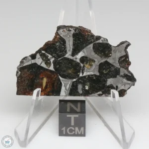 NWA 15428 Pallasite Meteorite 12.4g