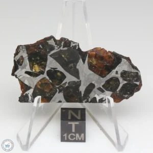 NWA 15428 Pallasite Meteorite 17.6g