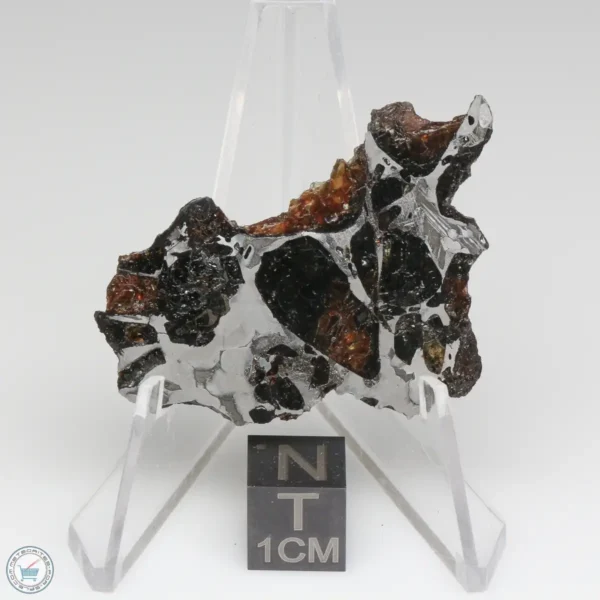 NWA 15428 Pallasite Meteorite 8.1g End Cut