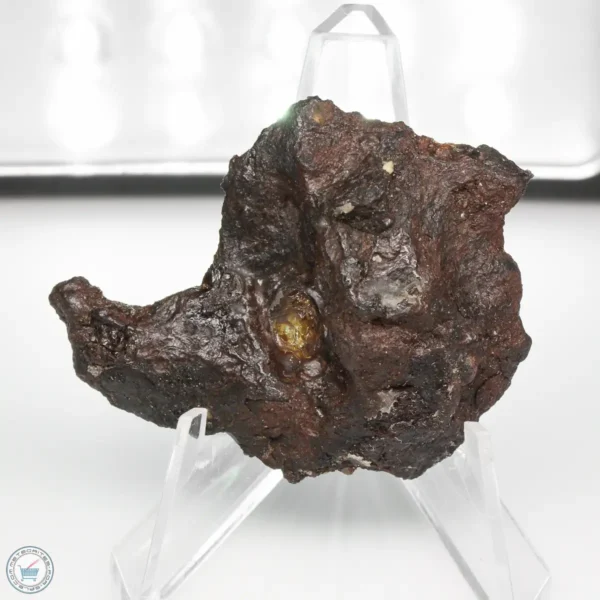 NWA 15428 Pallasite Meteorite 23.2g End Cut