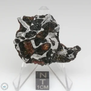 NWA 15428 Pallasite Meteorite 23.2g End Cut