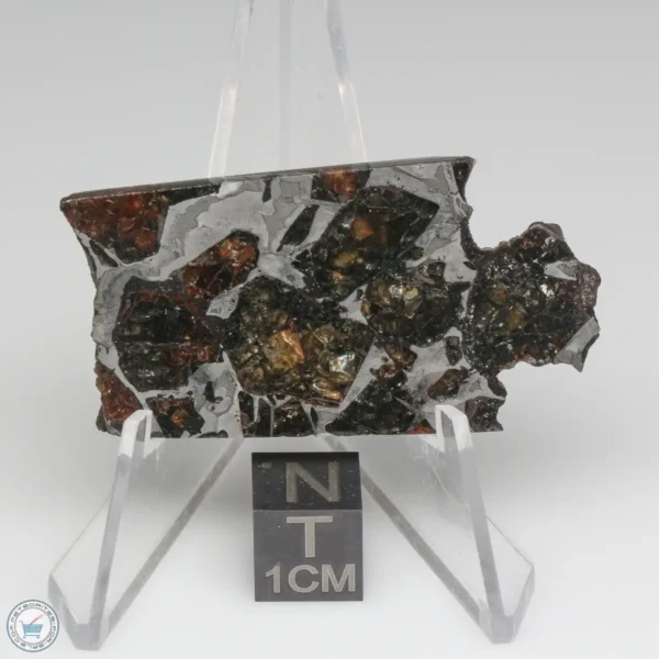 NWA 15428 Pallasite Meteorite 14.2g