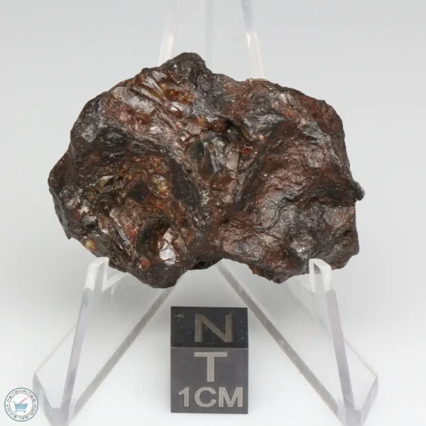 NWA 15428 Pallasite Meteorite 23.6g End Cut