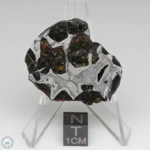 NWA 15428 Pallasite Meteorite 24.6g End Cut