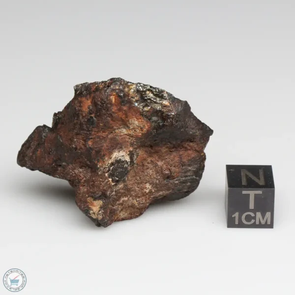 NWA 15428 Pallasite Meteorite 41.3g End Cut