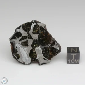 NWA 15428 Pallasite Meteorite 41.3g End Cut