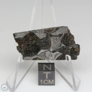 NWA 15428 Pallasite Meteorite 11.9g