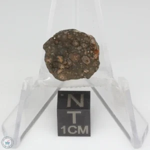 NWA 14353 CVred3 Meteorite 1.2g