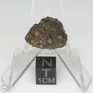 NWA 14353 CVred3 Meteorite 1.1g