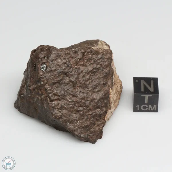 NWA 10828 Meteorite 85.8g End Cut