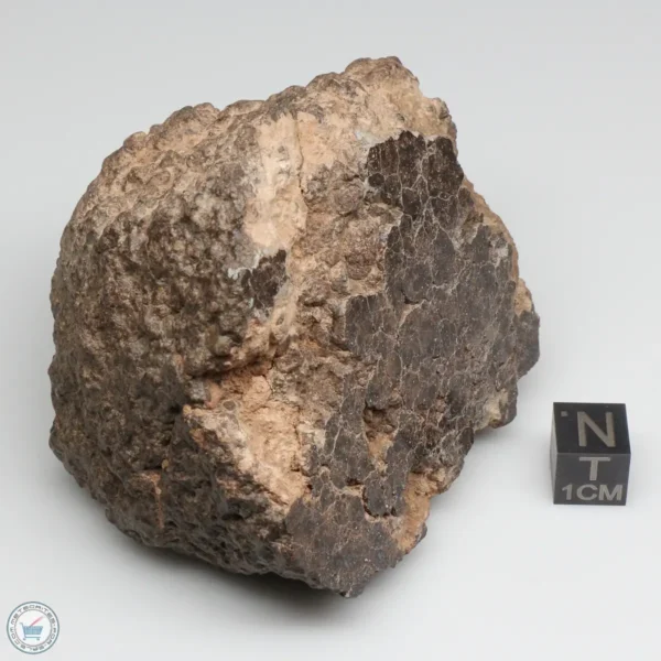 NWA 10828 Meteorite 368g End Cut