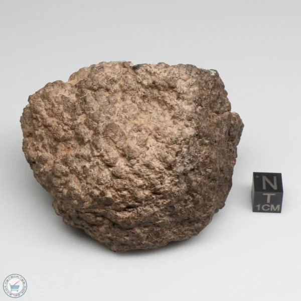 NWA 10828 Meteorite 368g End Cut