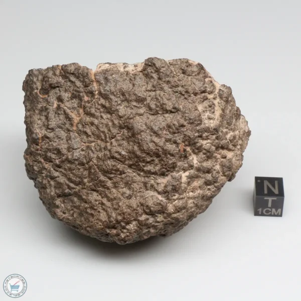 NWA 10828 Meteorite 368g End Cut