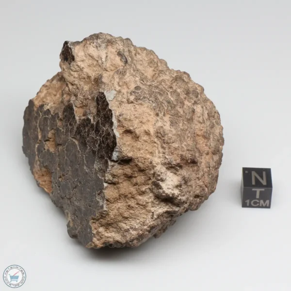 NWA 10828 Meteorite 368g End Cut