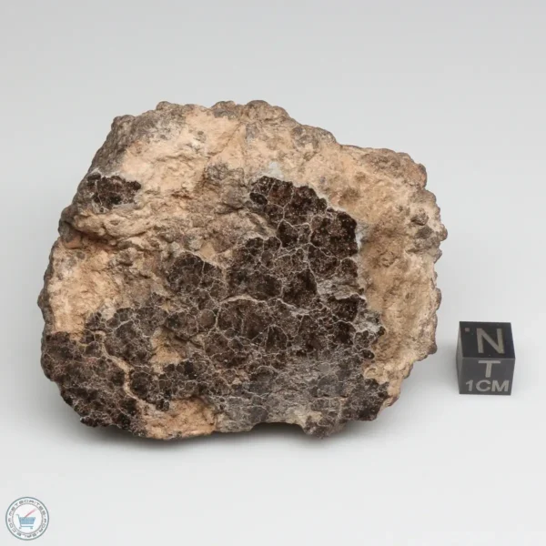 NWA 10828 Meteorite 368g End Cut