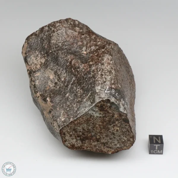 NWA 787 Meteorite 1087g Windowed