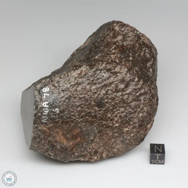 NWA 787 Meteorite 1087g Windowed