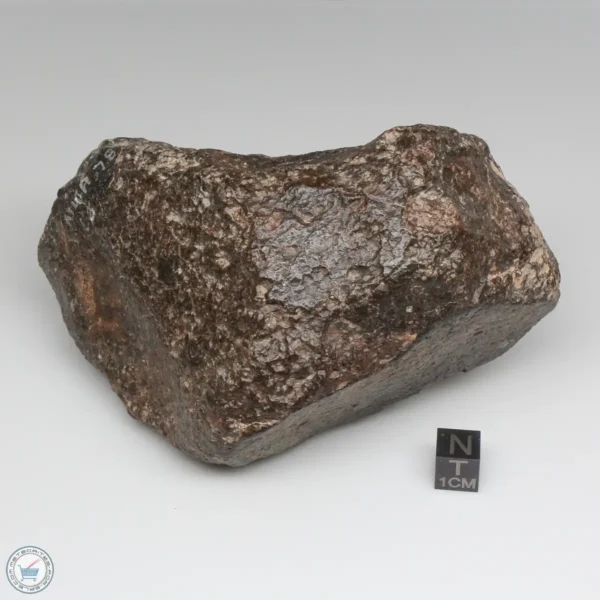 NWA 787 Meteorite 1087g Windowed