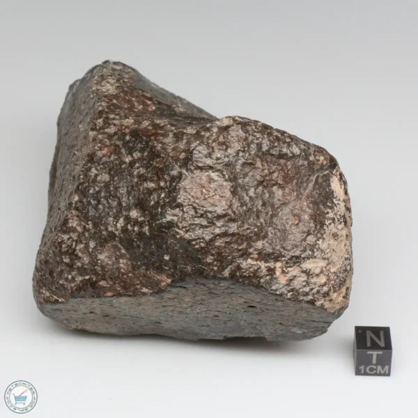 NWA 787 Meteorite 1087g Windowed