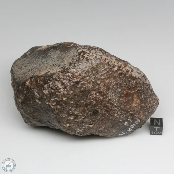 NWA 787 Meteorite 1087g Windowed